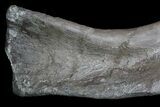 Hadrosaur Femur - Two Medicine Formation #92772-1